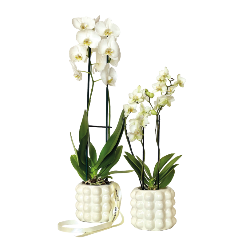 White Orchids in Ceramics “Grace”