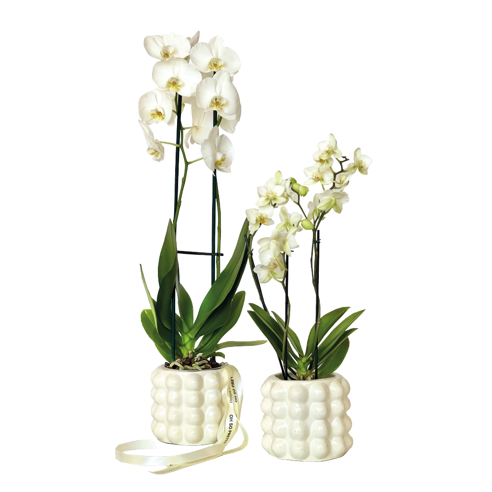 White Orchids in Ceramics “Grace”